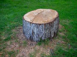 Professional Tree Care in Berthoud, CO