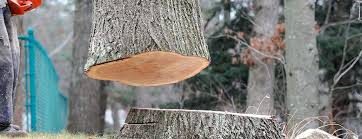 How Our Tree Care Process Works  in  Berthoud, CO