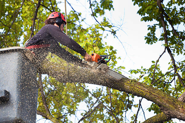 Best Lawn Maintenance Plans  in Berthoud, CO