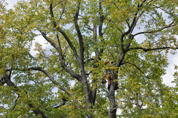 Best Tree Preservation Services  in Berthoud, CO
